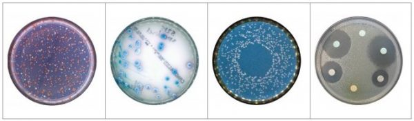 SCAN500菌落计数器，SCAN500自动菌落计数器，Interscience菌落计数器