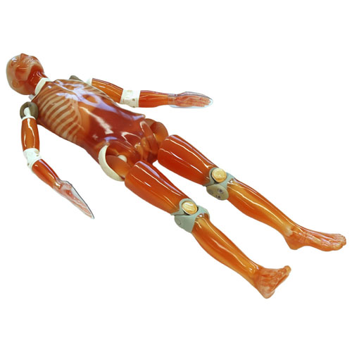 日本KYOTO KAGAKU CT全身模型,PBU-60全身模体