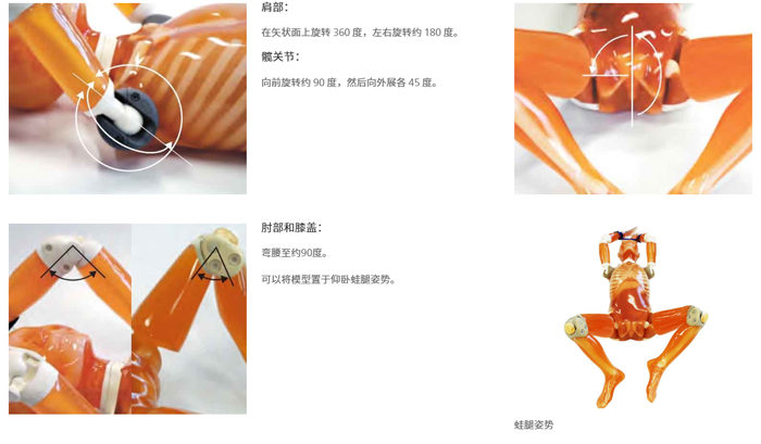 日本KYOTO KAGAKU CT全身模型,PBU-60全身模体